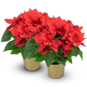 Poinsettia